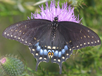 Black Swallowtail (female)