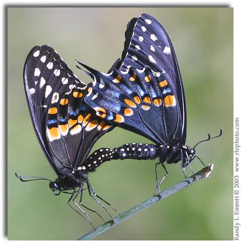 Black Swallowtail, Papilio polyxenes (mated pair)
