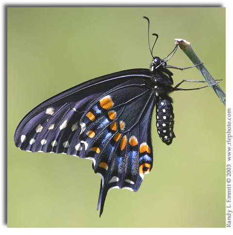 Black Swallowtail, Papilio polyxenes (female)