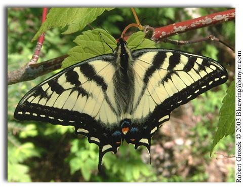 Canadian Tiger Swallowtail , Papilio canadensis