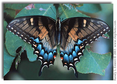 Eastern TigerSwallowtail, Papilio glaucus (intermediate form female)