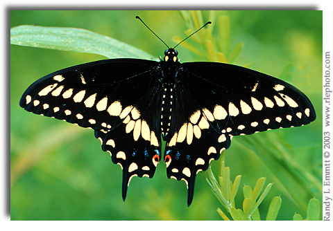 Black Swallowtail, Papilio polyxenes  (male)
