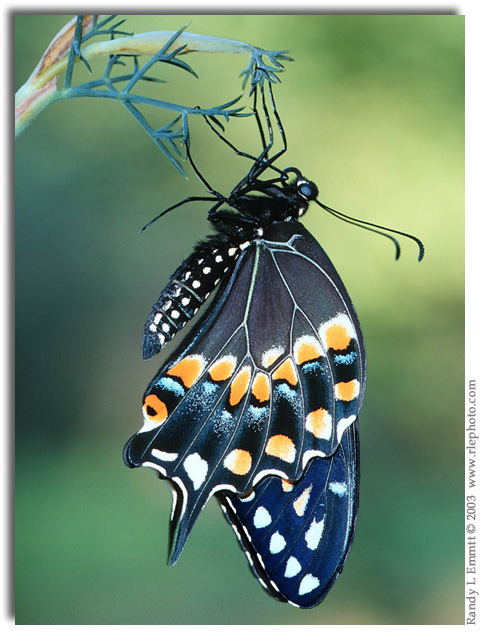 Black Swallowtail, Papilio polyxenes (male)