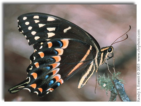 Palamedes Swallowtail, Papilio palamedes