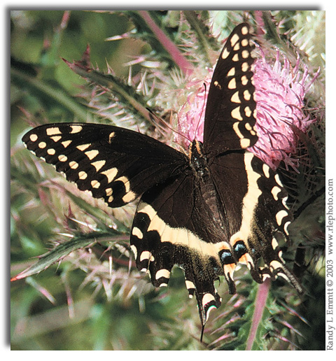 Palamdes Swallowtail, Papilio palamedes