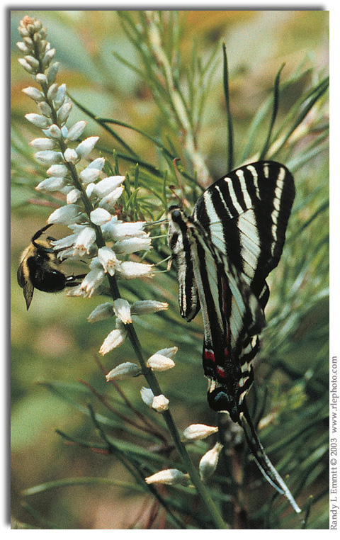 Zebra Swallowtail, Eurytides marcellus on Colic-root 