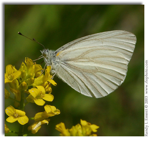West Virginia White, Pieris virginiensis