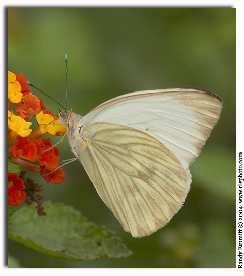 Great Southern White, Ascia monuste
