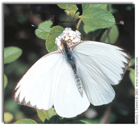 Great Southern White, Ascia monuste