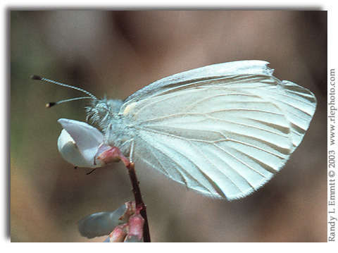 West Virginia White, Pieris virginiensis